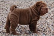 Robaron un perro de raza Shar Pei mientras sus dueños descansaban