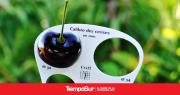 Cereza antiguense: buscan potenciar la producción y calidad de fruta