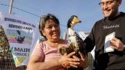 Hasta un pato puede servir para mandar mensajes políticos entre municipios