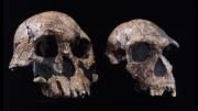 ¿Cuál fue realmente la primera especie humana? La evolución revela una historia muy compleja