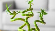 Planta de bambú: cómo estimular el crecimiento de esta especie en el hogar