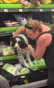 Un perro atrapado en el estante de verduras de un supermercado en Estados Unidos sorprendió en las redes