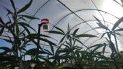 Un estudio en Río Negro revela cuánta agua necesita el cannabis