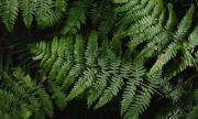 Cuidado con la planta que atrae garrapatas y podría estar dentro de tu casa