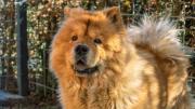 ¿Tu perro pierde mucho pelo? Conocé las razas más propensas
