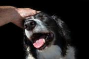 Acariciar perros en la calle: qué revela sobre tu personalidad, según la psicología