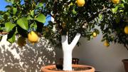 Árbol limonero: por qué recomiendan pintar el tronco de blanco y para qué sirve