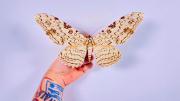 La mariposa más grande del mundo habita en Latinoamérica y asombra por su belleza: cuál es