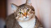 Alimento para gatos: claves para una dieta equilibrada y saludable