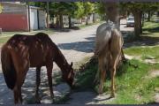 Una adolescente de 17 años fue pateada por un caballo en la vereda de su casa
