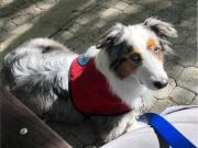 Donovan, el perro sordo que acompaña niños: Nos enseñó que el amor y la lealtad no necesitan palabras ni sonidos”