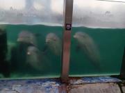 Escándalo en Mar del Plata: denuncian abandono de delfines y lobos marinos en un acuario que está cerrado hace meses