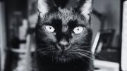 ¿Dan mala suerte los gatos negros? El origen medieval de un mito