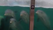 Denuncian abandono de delfines y lobos marinos en el ex Aquarium de Mar del Plata