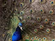 Descubren que los ojos de las colas de los pavos reales emiten rayos láseres