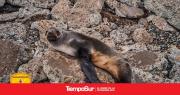 Rescataron a un lobo marino en la costanera de Río Gallegos