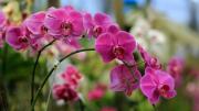 Cuál es el mejor momento del año para podar tus orquídeas, según expertos en jardinería