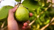 La fruta originaria de un país de América Latina que es uno de los cultivos más exportados de India