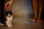 ¿Pensás adoptar un gato? Siete curiosidades que te harán amarlos aún más
