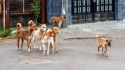 Alerta por muerte de perros en Belgrano y Las Cañitas: denuncian que hay mascotas envenenadas