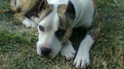 Un policía mató a un perro de un disparo y fue denunciado