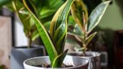 Jardinería: por qué recomiendan enterrar un trozo de hoja de sansevieria en la maceta de tus plantas