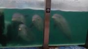 Denuncian animales abandonados en el ex Aquarium