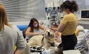 “Dogtores”: la terapia con perros gana terreno en el país