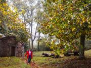 Ruta de senderismo en Salamanca rodeada de acebos y castaños que encanta a los amantes de la naturaleza