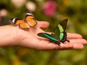 Tiempo de mariposas