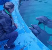 Aquarium de Mar del Plata: trasladaron a los lobos marinos y verificaron el estado de salud de de los delfines