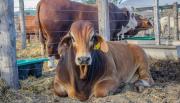 La Exposición Rural Salteña 2025 llega con remates, peña, destrezas y gastronomía