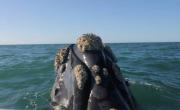 Un grupo de ballenas sorprendió a turistas en un avistaje frente a Mar del Plata