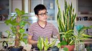 Mejor que la sansevieria: la planta que purifica el aire y elimina toxinas nocivas, según la NASA