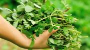 Cómo consumir la verdolaga, el yuyo que crece sólo en el jardín y muchas personas arrancan