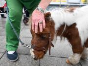 Donó el pony de su hija a un zoológico para que se lo coman los leones: “Nada se desperdicia”