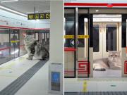 Fabuloso: un joven construyó un subte con estación incluida para gatos