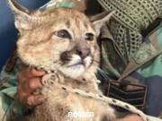Salta: un hombre domesticó a un puma cachorro y lo entregó tras una denuncia