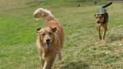 Buscan identificar a los responsables por el envenenamiento de mascotas en Palermo  