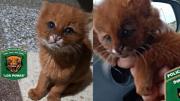 Rescataron un cachorro de yaguarundí en Santa Fe y hallaron otro puma en una casa de Salta