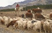 Llevar salud a la trashumancia: un trabajo comunitario del norte de Neuquén que llegó a Brasil
