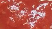 La advertencia de ANMAT por un lote de un alimento contaminado con “gusanos”: los detalles