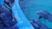 El Gobierno verificó el estado de los delfines de Aquarium Mar del Plata
