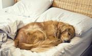 Los verdaderos motivos por los que tu perro duerme con vos: La verdad te va a sorprender