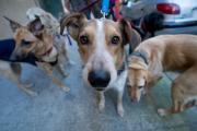 Ola de envenenamientos en Las Cañitas: tres perros muertos, diez intoxicados y una investigación judicial en marcha