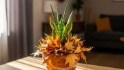Jardinería: por qué recomiendan colocar hojas secas en el sustrato de la sansevieria o lengua de suegra