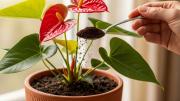 Qué sucede al espolvorear una cucharadita de café en el sustrato de tu anturio, según expertos en jardinería