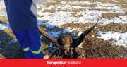 Hallaron muerto a un Cóndor Andino que se había electrocutado