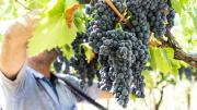 Tannat: un despegue que va desde Uruguay a Estados Unidos