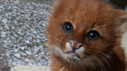 Rescataron a un cachorro de puma en Santa Fe: será liberado en su hábitat